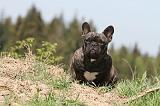 BOULEDOGUE FRANCAIS 367